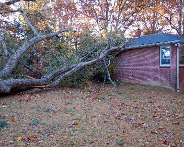 Fallen tree on house roof after storm damage
